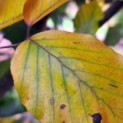 #1048 Fagus sylvatica 'Riversii' Geadelte Rotbuche