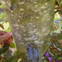 Fagus sylvatica 'Atropunicea' - Foto 3