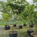 Cornus kousa 'China Girl' - 2