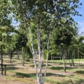 Betula utilis 'Doorenbos' - 1