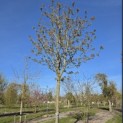 Aesculus pavia 'Atrosanguinea' - 1