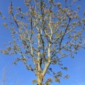 Aesculus pavia 'Atrosanguinea' - 2
