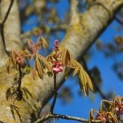 Aesculus pavia 'Atrosanguinea' - 3