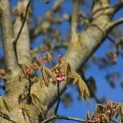 Aesculus pavia 'Atrosanguinea' - 5