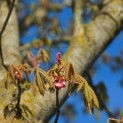 Aesculus pavia 'Atrosanguinea' - 4