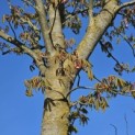 Aesculus pavia 'Atrosanguinea' - 6