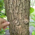 Salix Alba - Foto 2