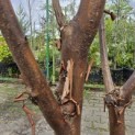 Acer griseum - 1