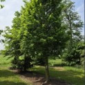 Carpinus betulus 'Frans Fontaine'   (Fastigiata) - Foto 1