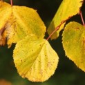 #883 Tilia x europaea 'Pallida' Alte holländische Linde