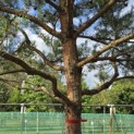 Pinus sylvestris - Foto 10