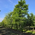 Fagus sylvatica - Foto 1