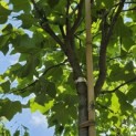 Liriodendron tulipifera 'Edward Gursztyn' - Foto 1