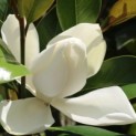 Magnolia grandiflora 'Galissonnière' - bloem
