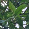 Magnolia grandiflora 'Galissonnière' - blad