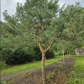 Pinus sylvestris - 7