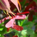 Acer palmatum 'Osakazuki' - Foto 2