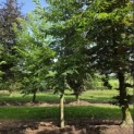 Castanea Sativa - 3