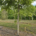 Acer palmatum - Foto 2