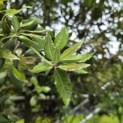 Quercus ilex - 4