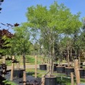 Sophora japonica - Foto 5
