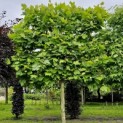 Platanus hispanica - 2024