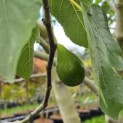 Ficus carica - Foto 7