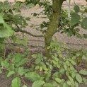 Carpinus betulus - Foto 1