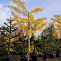 Ginkgo biloba 'Horizontalis' - Foto 1