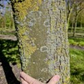Tilia Tomentosa -  april 2024