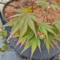 Acer palmatum Masu-kagami - Afbeelding 3