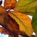 Fagus sylvatica 'Atropunicea' - impressie kleurnuances rode of bruine beuk.  Herfst