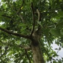 Morus alba 'Macrophylla' - Foto 2