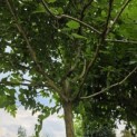 Morus alba 'Macrophylla' - Foto 3