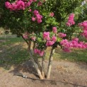 Lagerstroemia indica 'Rosea' - 5