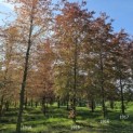 Fagus sylvatica 'Atropunicea' - 6