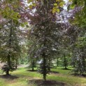 Fagus sylvatica 'Atropunicea' - Foto 1