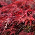 Acer palmatum 'Garnet' - Foto 1