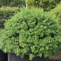 Osmanthus x Burkwoodii - Foto 4