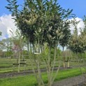 Prunus laurocerasus 'Caucasica' - Foto 1