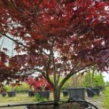 Acer palmatum 'Fireglow' - 3