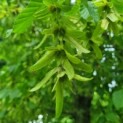 Carpinus Betulus - Afbeelding 1