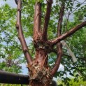 Acer griseum - 4