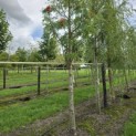 Sorbus 'Dodong' - 3