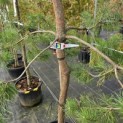 Pinus sylvestris - Foto 2