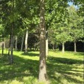 Quercus Palustris - 4