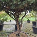 Pinus sylvestris 'Watereri' - Foto 4
