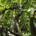 Carpinus betulus 'Frans Fontaine'   (Fastigiata) - 2