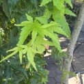 Acer palmatum 'Ryusen' - 2