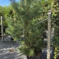 Pinus sylvestris - Foto 1